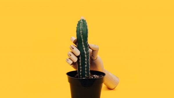 Penisdikte aan de hand van het voorbeeld van een cactus